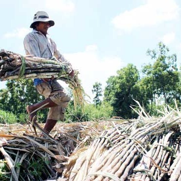 Mía đường - Vì sao vừa hội nhập đã… chết?