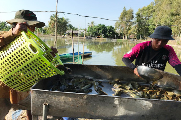 Miễn nhiễm dịch COVID-19, bắt 45 tấn cá trê vàng, bán 37 ngàn/ký