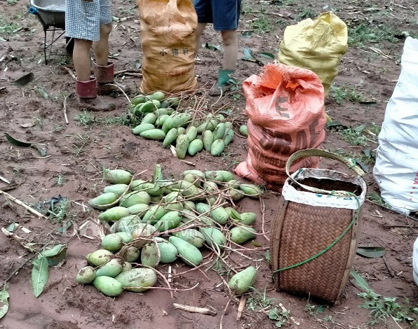 mua da to bang ngon chan, nhieu vuon man, xoai o son la tan tac hinh anh 3