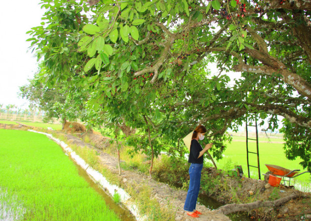 mua trai dai chin ro, nghe ten tua nuoc mieng, nang ngot mua chua hinh anh 1