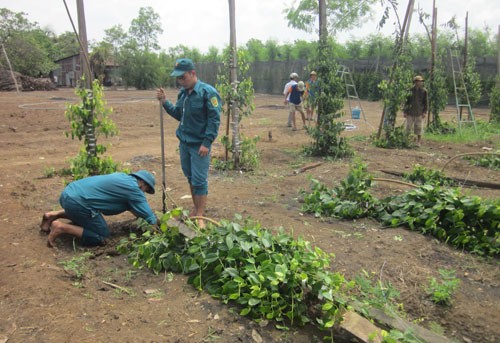 mua trai mua, loc xoay de doa "noi com" cua nong dan binh phuoc hinh anh 1