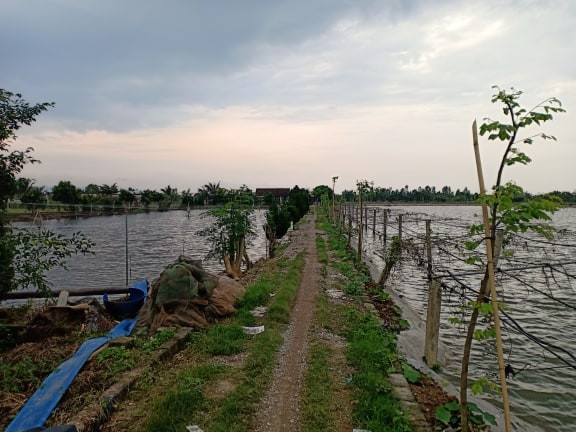 nam dinh: "chi huy" 2 trieu con chach dong bang trang vo tay hinh anh 2