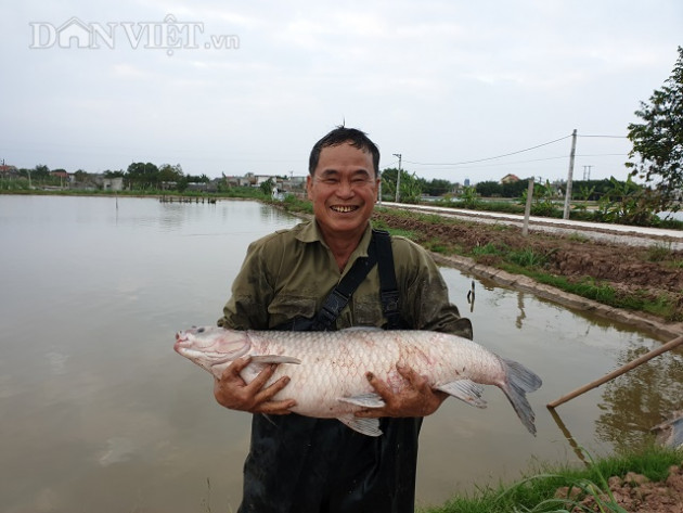 Nam Định: Cho cá trắm "khủng" ăn bột thơm, bán đắt như tôm tươi