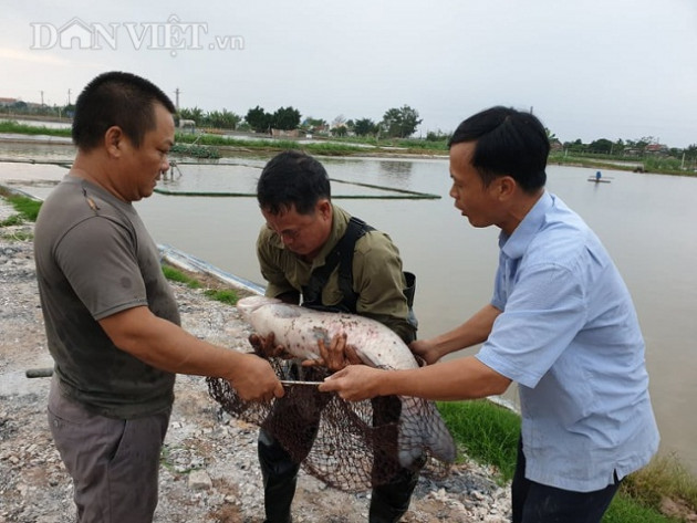 nam dinh: cho ca tram "khung" an bot thom, ban dat nhu tom tuoi hinh anh 4