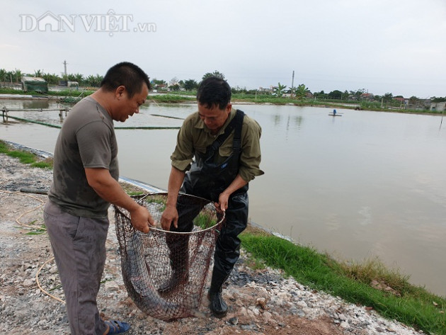 nam dinh: do no vi tom nhung lai giau len nho nuoi them ca "khung" hinh anh 4