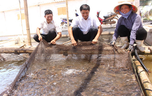 Nam Định: Hỗ trợ nông dân liên kết phát triển kinh tế, làm giàu