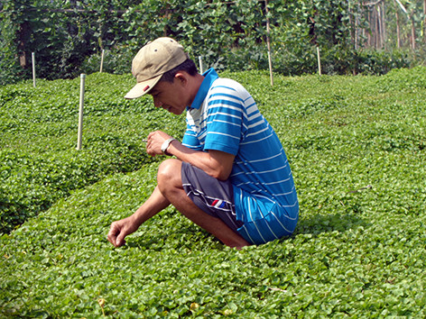 Nắng hạn miền Tây, ở đây dân trồng rau má tốt, đút túi 1 triệu/ngày