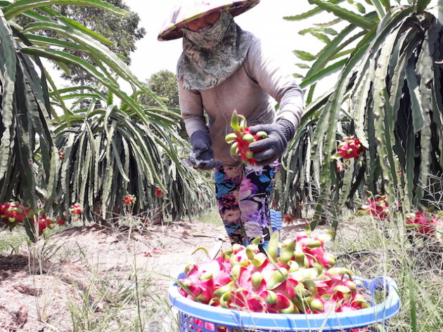 nem trai dang vi xong den thanh long mua han man hinh anh 3