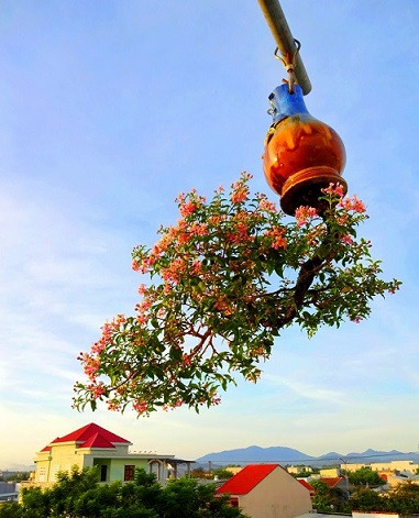 ngam dan bonsai “moc nguoc” cuc doc la cua lao gan xu quang hinh anh 4