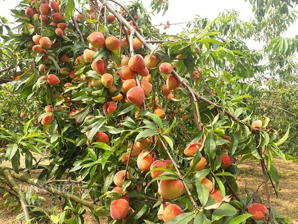 Ngẩn ngơ trước vườn đào trĩu quả nơi lưng đèo Giang Ma