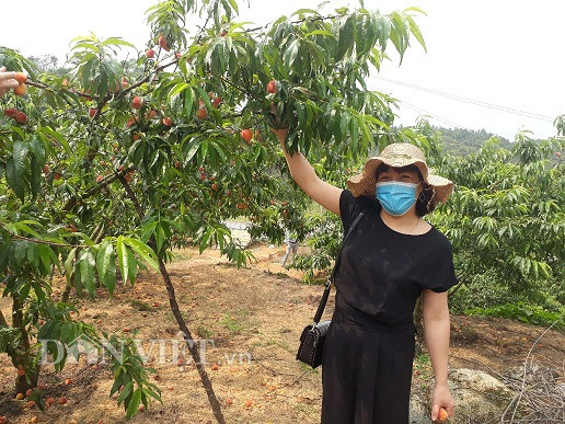 ngan ngo truoc vuon dao triu qua noi lung deo giang ma hinh anh 5