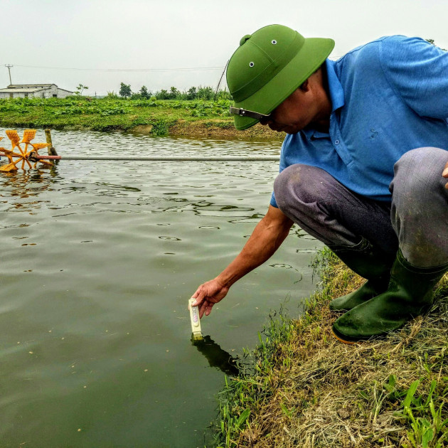 nghe an: nuoi loai ca toan duc duoi ao, bat ban 30 tan, thanh ty phu hinh anh 3