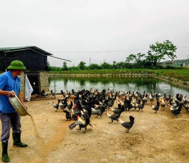 nghe an: nuoi loai ca toan duc duoi ao, bat ban 30 tan, thanh ty phu hinh anh 4