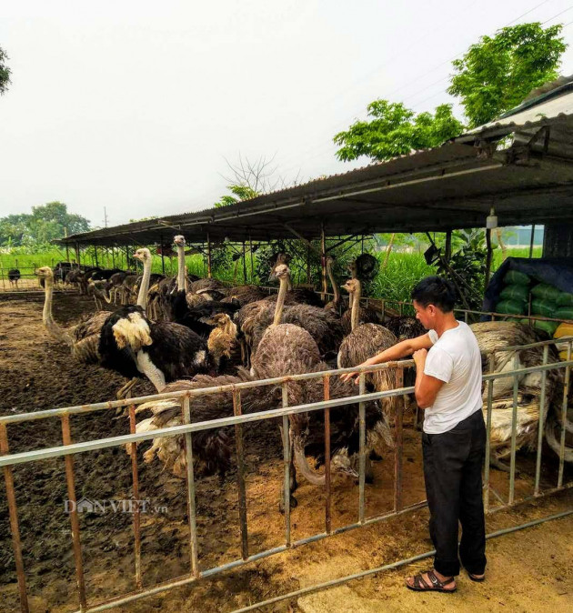 nghe an: nuoi thu chim tu chau phi, de trung "sieu to khong lo" hinh anh 5