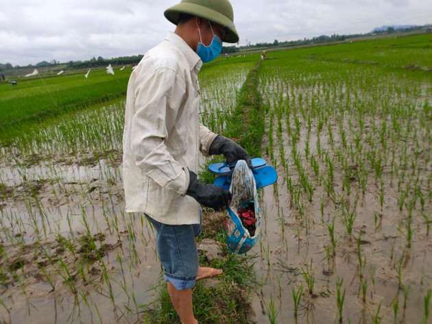 nghe an: tha la du du du oc buou vang, bat duoc ca tan hinh anh 3