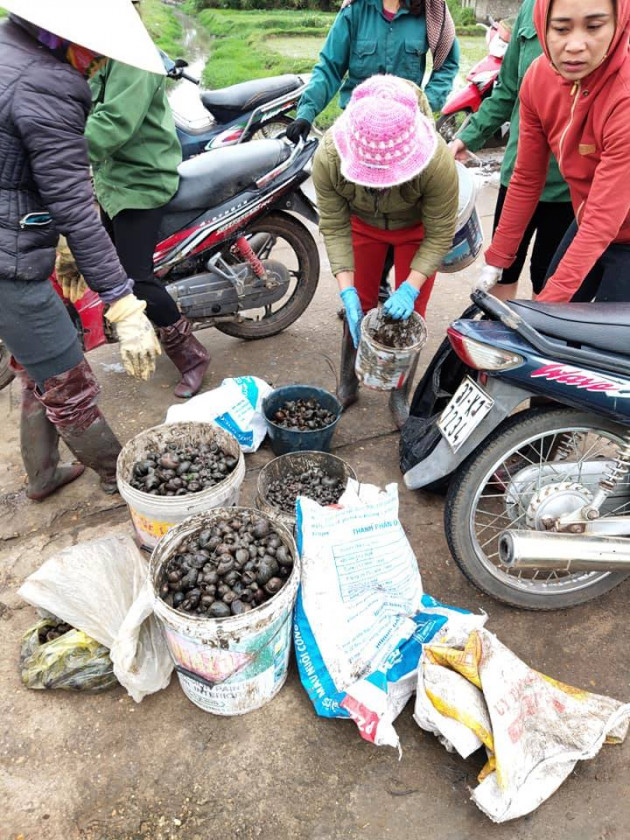 nghe an: tha la du du du oc buou vang, bat duoc ca tan hinh anh 4