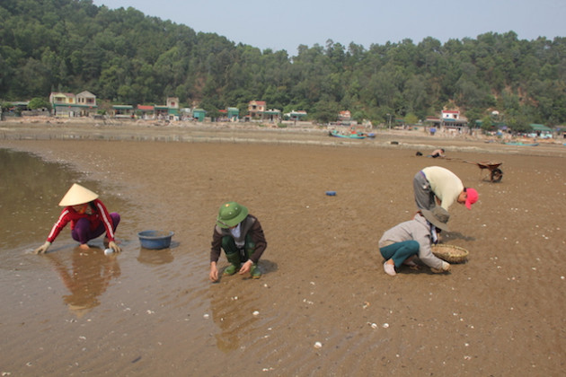 nghe an: xot xa nghe “danh bac voi troi"-nuoi ngao bai trieu hinh anh 1