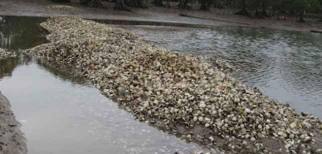 nghe an: xot xa nghe “danh bac voi troi"-nuoi ngao bai trieu hinh anh 2