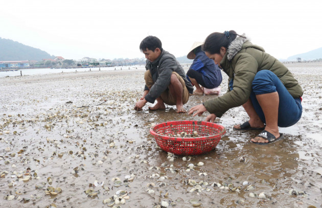 nghe an: xot xa nghe “danh bac voi troi"-nuoi ngao bai trieu hinh anh 3