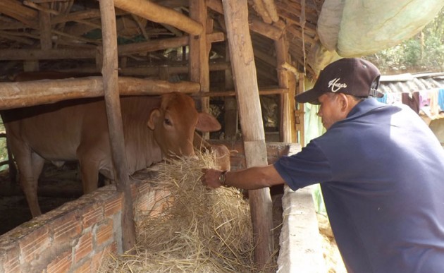 Nghịch lý nuôi bò: Chăm cả năm bán, bà lỗ 1 triệu, ông lãi 0 đồng