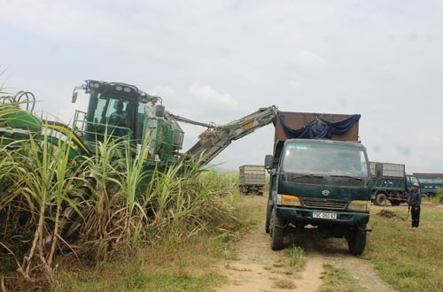 Người trồng mía Khánh Hoà thoát "thế bí" nhờ cỗ máy thu hoạch 9 tỷ