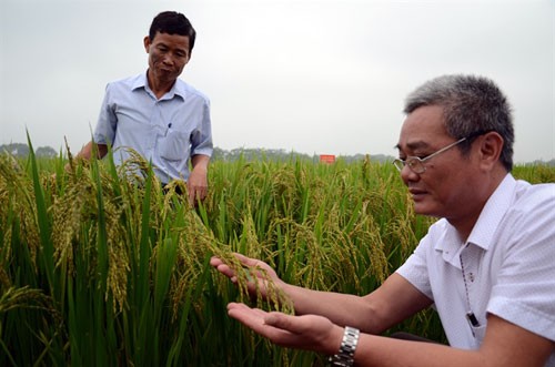 Nhà nông đất Tổ vững tâm sản xuất với phân bón “3 nhành cọ xanh”