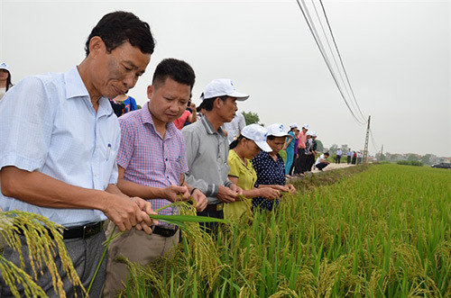 nhieu trieu phu ra doi tu mo hinh trinh dien diem hinh anh 1