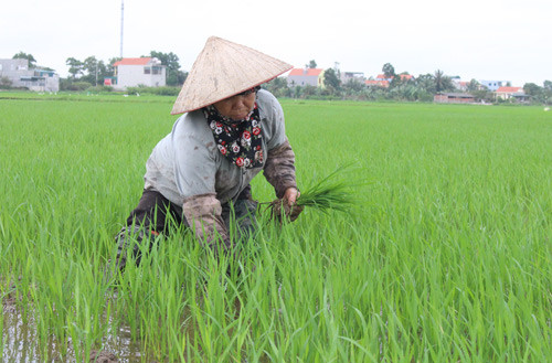 nhu cau gao tang, bo nong nghiep quyet bao ve 1,1 trieu ha lua xuan hinh anh 1