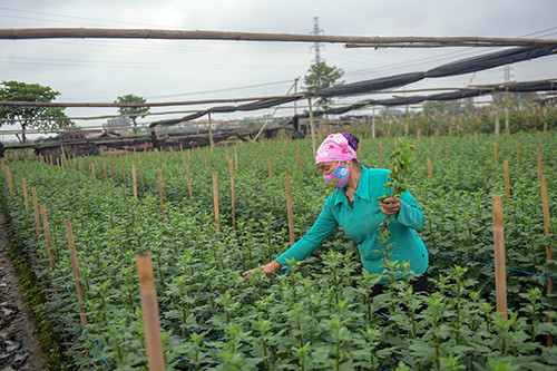 nhung canh dong hoa u ru, canh chua tung co o lang hoa tay tuu hinh anh 1