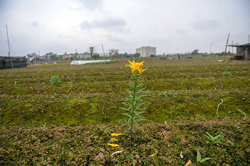 nhung canh dong hoa u ru, canh chua tung co o lang hoa tay tuu hinh anh 2