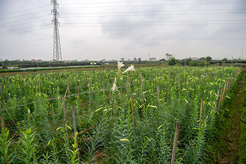 nhung canh dong hoa u ru, canh chua tung co o lang hoa tay tuu hinh anh 3