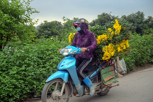 nhung canh dong hoa u ru, canh chua tung co o lang hoa tay tuu hinh anh 5