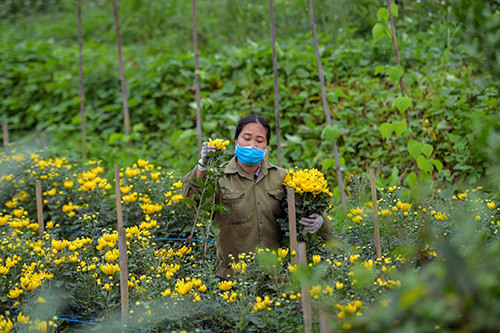 nhung canh dong hoa u ru, canh chua tung co o lang hoa tay tuu hinh anh 6