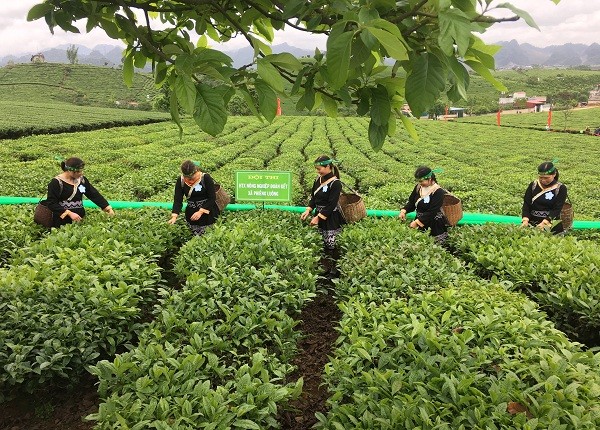 Những cô gái xinh như mộng thi hái chè trên cao nguyên Mộc Châu