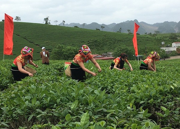 nhung co gai xinh nhu mong thi hai che tren cao nguyen moc chau hinh anh 2