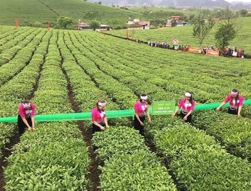 nhung co gai xinh nhu mong thi hai che tren cao nguyen moc chau hinh anh 3