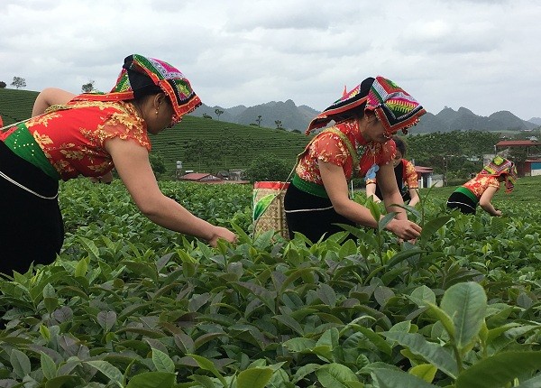 nhung co gai xinh nhu mong thi hai che tren cao nguyen moc chau hinh anh 5