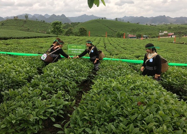 nhung co gai xinh nhu mong thi hai che tren cao nguyen moc chau hinh anh 7