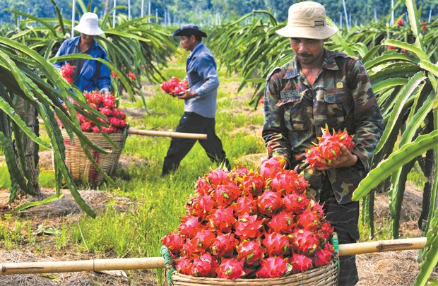 Những lưu ý mới nhất khi xuất khẩu hoa quả sang Trung Quốc