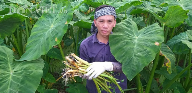 ninh binh: trong khoai mon ban ngo non ma bo tui gan 30 trieu/thang hinh anh 1