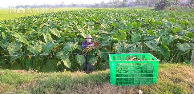 ninh binh: trong khoai mon ban ngo non ma bo tui gan 30 trieu/thang hinh anh 4