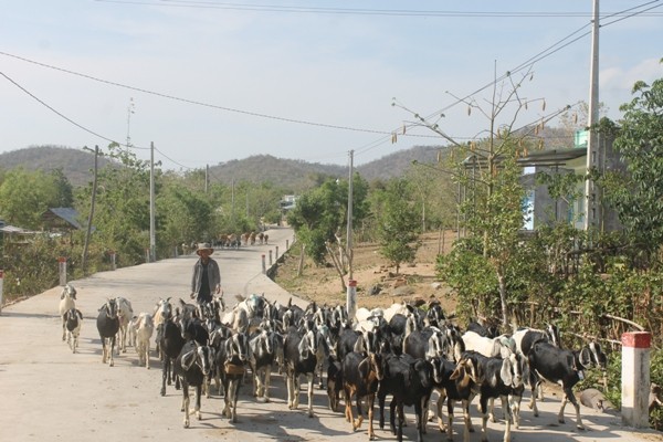 ninh thuan: kho han, nang nong den chay dat, 900 con gia suc chet hinh anh 3