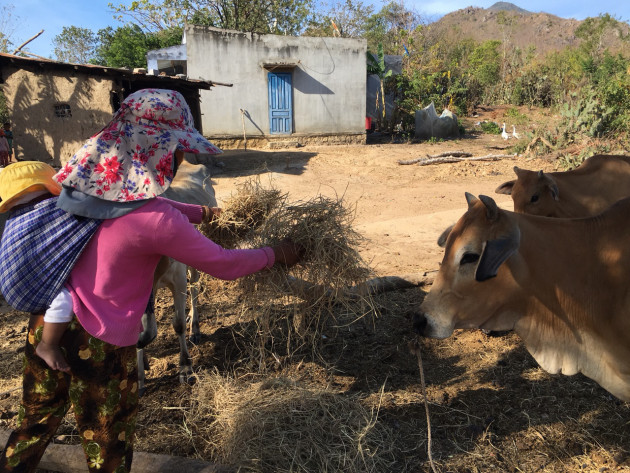 ninh thuan: nang chay tro trui ca dong co, gia rom ra tang vu vu hinh anh 2