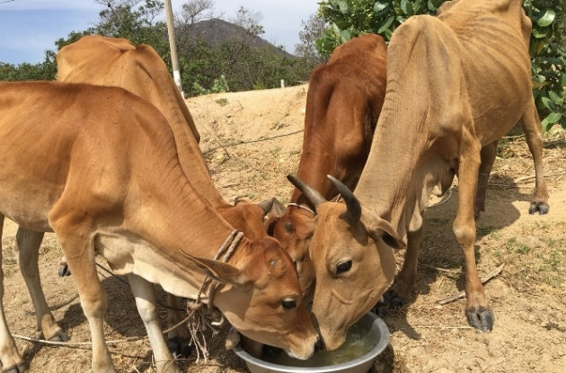 ninh thuan: nang nhu rang, dan kho so tim nuoc uong cho de, bo hinh anh 4