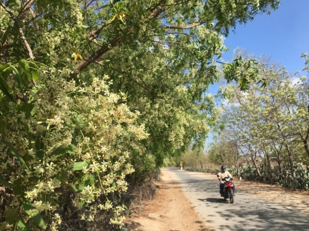 ninh thuan: nem la cay gi ma chong han chi dung sau cay xuong rong? hinh anh 2