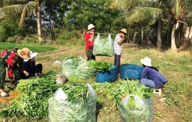 Ninh Thuận: Rau xanh, cá ngon đến với vùng dịch Covid-19 thôn Văn Lâm