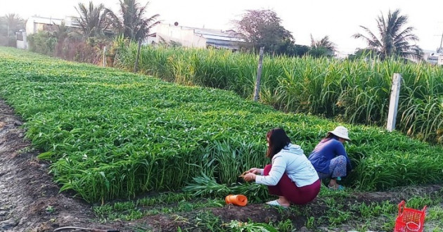 ninh thuan: rau xanh, ca ngon den voi vung dich covid-19 thon van lam hinh anh 2