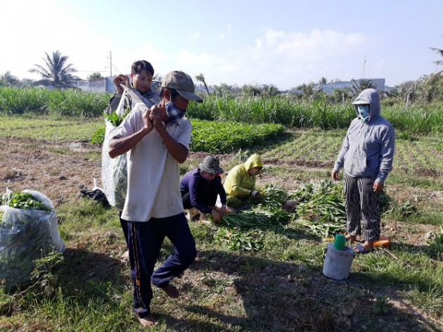 ninh thuan: rau xanh, ca ngon den voi vung dich covid-19 thon van lam hinh anh 4