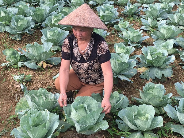 noi chat cho bo an, nhung o day trong bap cai ban van dat hang hinh anh 1