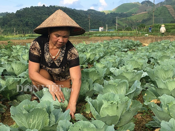 noi chat cho bo an, nhung o day trong bap cai ban van dat hang hinh anh 4